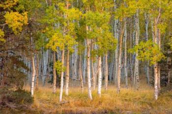 June Lake Aspen | Obraz na stenu