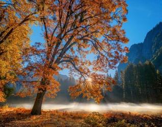 Autumn Oak Sunrise & Fog | Obraz na stenu