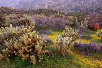 Desert Cactus and Wildflowers | Obraz na stenu