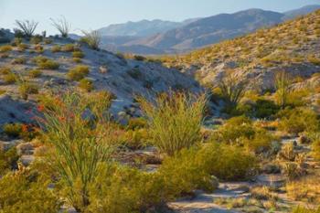 Desert Ocotillo Landscape | Obraz na stenu