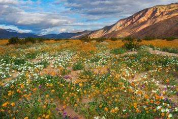 Desert Wildflowers in Henderson Canyon | Obraz na stenu