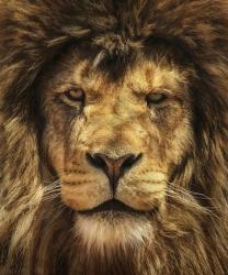 Lion King | Obraz na stenu