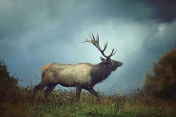 The Elk | Obraz na stenu
