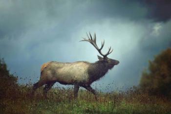 The Elk | Obraz na stenu