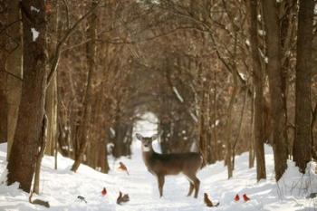 The Forest of Snow White | Obraz na stenu