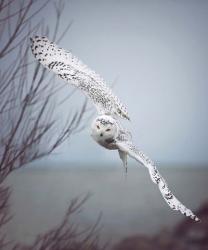 Snowy Owl In Flight | Obraz na stenu