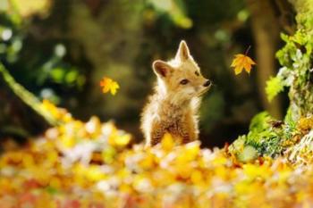 Falling Leaves Fox | Obraz na stenu