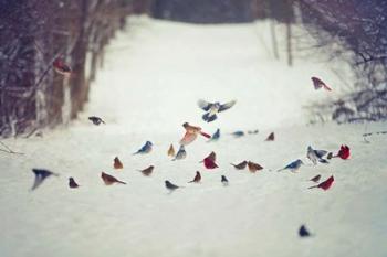Feathered Friends Birds in Snow | Obraz na stenu