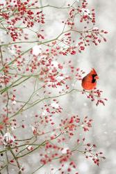 Red Cardinal in the Red Berries | Obraz na stenu