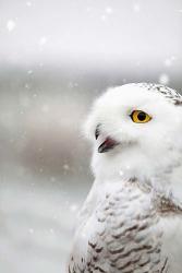 Snowy Owl in the Snow | Obraz na stenu