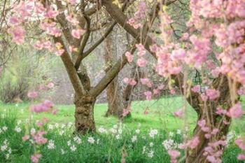 Springtime Fairytale Cherry Tree | Obraz na stenu