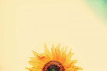 Sunflower Sunrise | Obraz na stenu