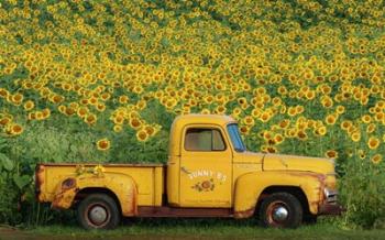 Yellow Vintage Sunflower Truck | Obraz na stenu