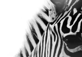 Zebra Eye | Obraz na stenu