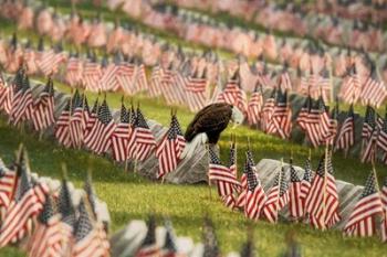 The Final Salute - Blad Eagle | Obraz na stenu