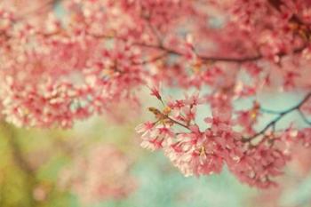 Cheery Cherry Blossoms | Obraz na stenu