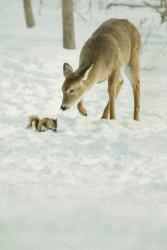 Winter Squirrel and Deer | Obraz na stenu
