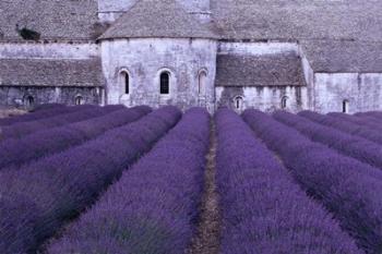 Lavender Abbey | Obraz na stenu