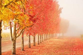 Fall Trees in the Mist | Obraz na stenu