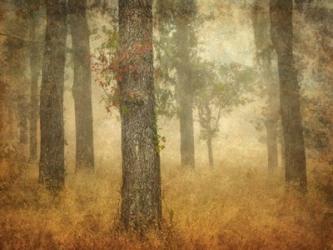 Oak Grove in Fog | Obraz na stenu