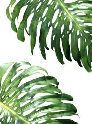 Double Philodendron (color) | Obraz na stenu
