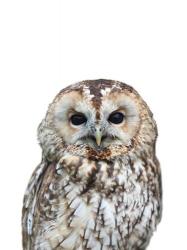 Owl | Obraz na stenu