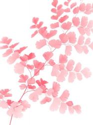 Pink Maidenhair | Obraz na stenu