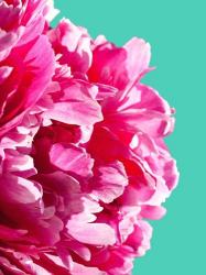 Pink Peony | Obraz na stenu