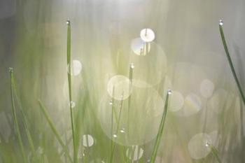 Morning Light No. 3 | Obraz na stenu