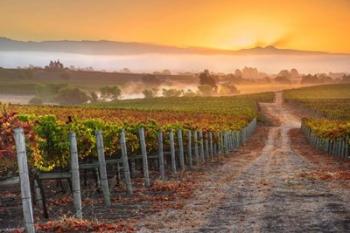 Vineyard Sunrise | Obraz na stenu