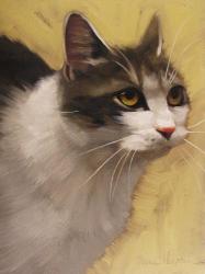 Derby Cat | Obraz na stenu