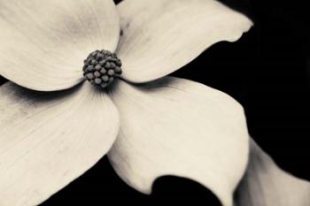 Dogwood Flower | Obraz na stenu