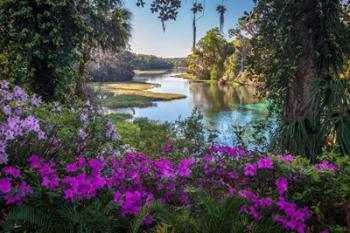 Rainbow Springs | Obraz na stenu