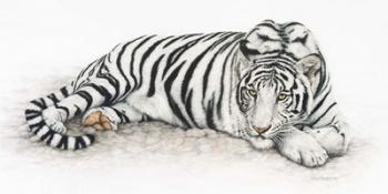 Siberian Tiger | Obraz na stenu