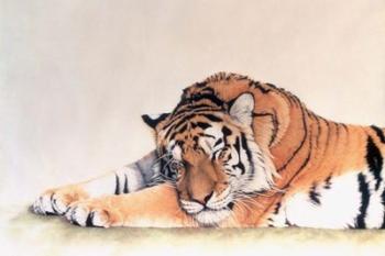 Sleeping Tiger | Obraz na stenu