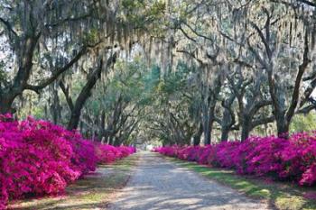 Azaleas, Bonaventure | Obraz na stenu