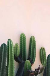 Cactus | Obraz na stenu