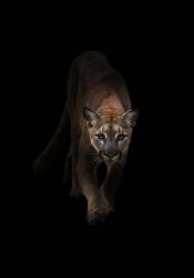 Lion | Obraz na stenu