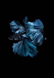 Blue Betta | Obraz na stenu