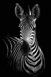 Zebra | Obraz na stenu