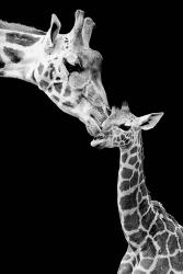First Love - Giraffe | Obraz na stenu