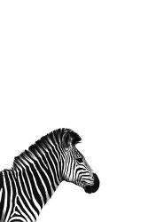 Zebra 2 | Obraz na stenu