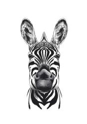 Zebra Illustration | Obraz na stenu