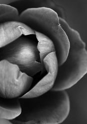 Flower Bloom | Obraz na stenu