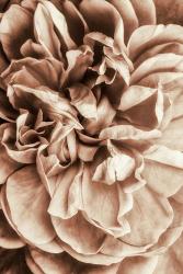 Flower Bloom 3 | Obraz na stenu