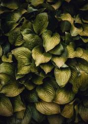 Hostas Leaves | Obraz na stenu