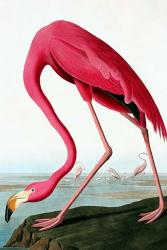 Flamingo | Obraz na stenu