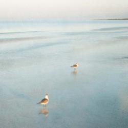 Two Birds on Beach | Obraz na stenu