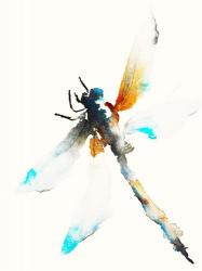 Blue & Brown Dragonfly | Obraz na stenu