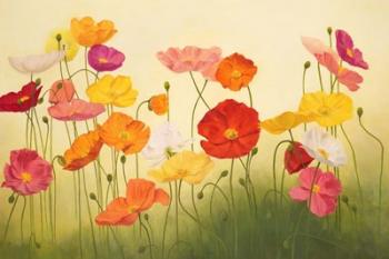 Sunlit Poppies | Obraz na stenu